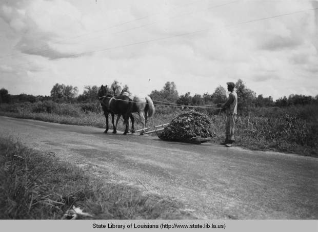 Farmer with horse and goods in Terre-aux-Boeuf, date unknown. Source: Louisiana Digital Library 