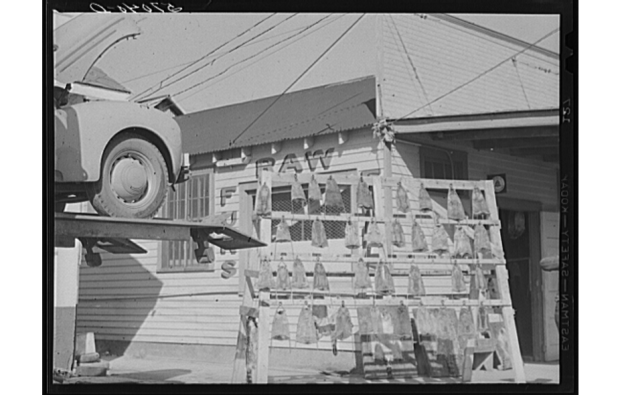 Muskrat skins for sale, Delacroix, 1941. Source: Library of Congress